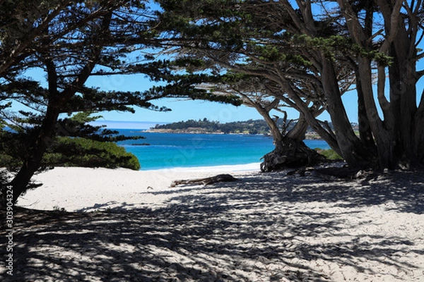 Obraz Beach Trees on Carmel Beach