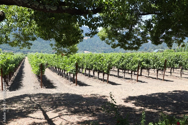 Obraz Napa Valley Vineyard
