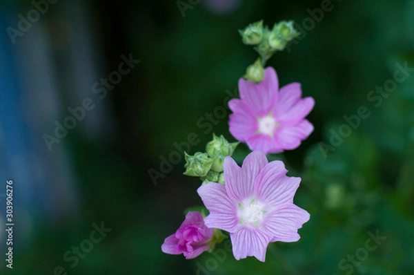 Fototapeta violet wild flowers