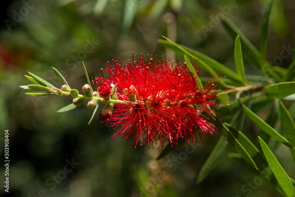Fototapeta Callistemon viminalis or weeping bottlebrush tree showing red inflorescences and leaves, Kenya, East Africa