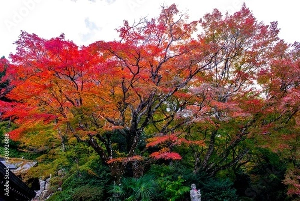 Fototapeta 両子寺の紅葉