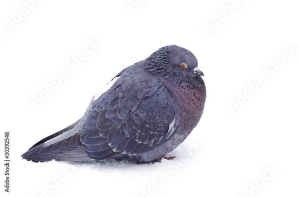 Obraz gray pigeon