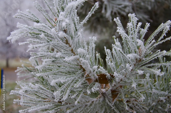 Obraz Autumn Winter Park Frost in the Park on the trees