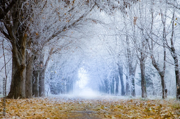 Obraz Autumn Winter Park Frost in the Park on the trees