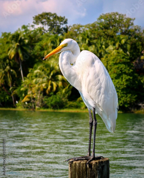 Obraz great white egret on post