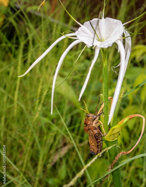 Obraz Grasshopper on flower