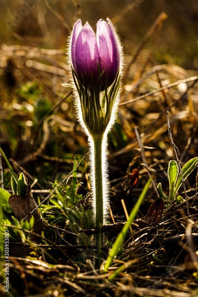 Fototapeta Pink flower 