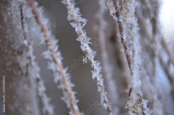 Obraz Ice Crystals on Plant