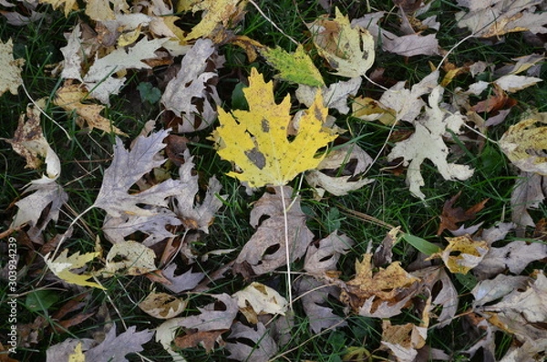 Obraz Fallen Fall Leaves