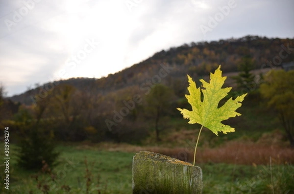 Obraz Maple Leaf on Fence Post