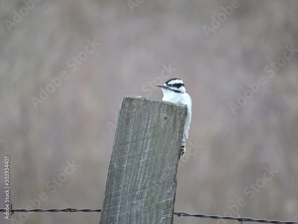 Obraz Downy Woodpecker on Post