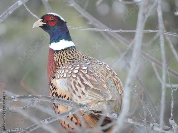Obraz Pheasant in Tree