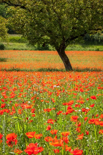 Fototapeta Walnut trees in a field of wild red poppies