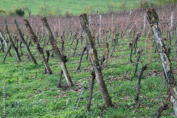 Obraz Vignes meusiennes