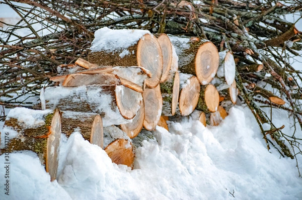 Obraz snow covered trees