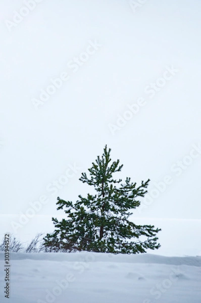 Obraz tree in the snow