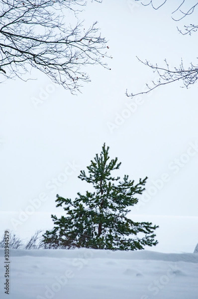Obraz trees in snow