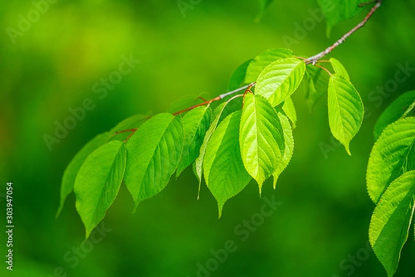 Fototapeta 緑の葉