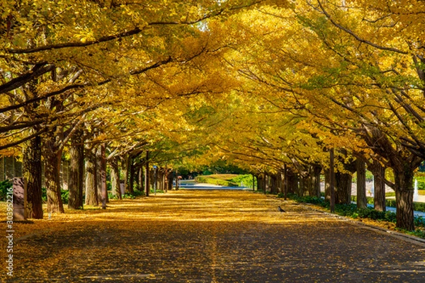 Obraz イチョウ並木