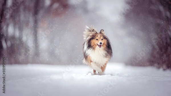 Obraz dog in snow