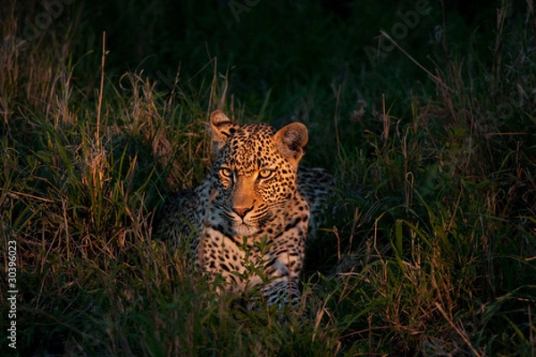 Obraz african leopard