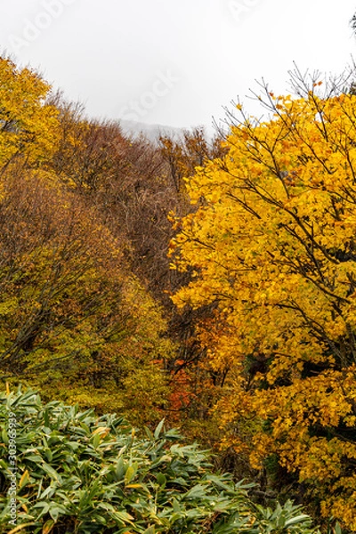 Fototapeta 鳥取　大山　鍵掛峠の紅葉　曇り　雰囲気