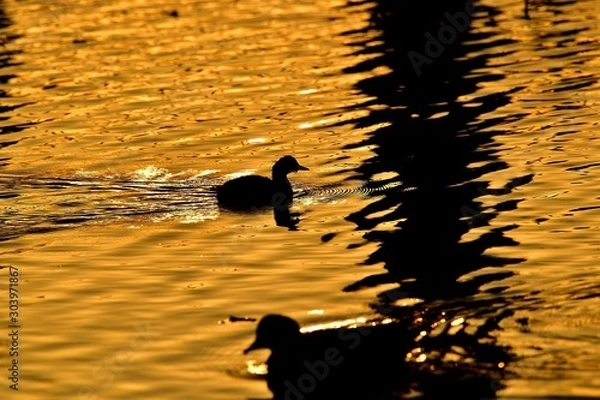 Obraz 夕焼け映す水面をのんびりと泳ぐカイツブリ