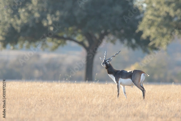 Obraz Blackbuck antelope resting in a meadow
