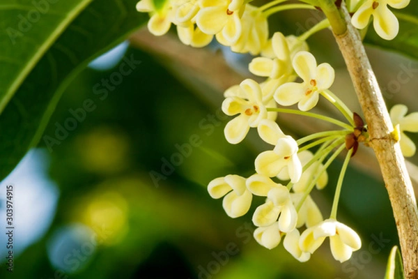 Obraz Group of Sweet osmanthus or Sweet olive flowers blossom on its tree welcome to the winter season coming
