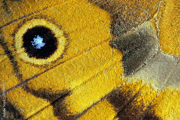 Obraz Butterfly wing, Common Brown, Heteronympha merope