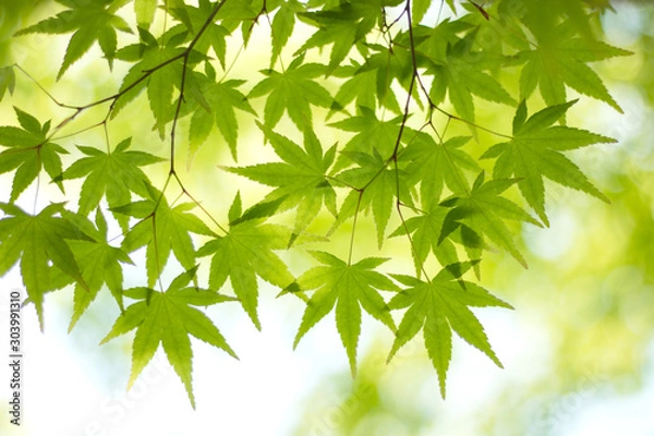 Fototapeta 新緑のモミジ