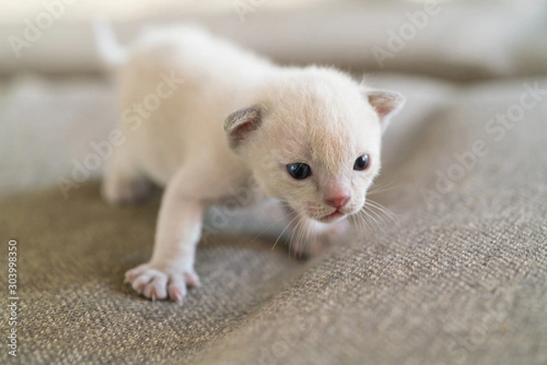 Obraz beige burmese kitten is standing on a sofa at home