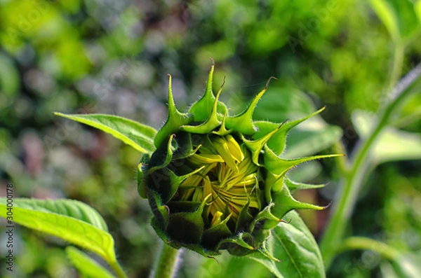 Fototapeta blooming sunflower
