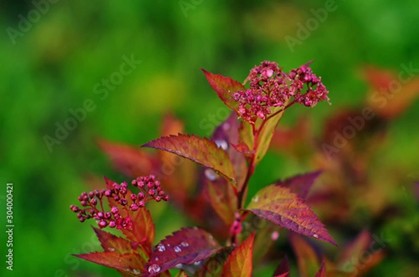 Fototapeta spirea flowers