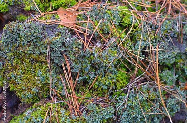Fototapeta lichen with needles