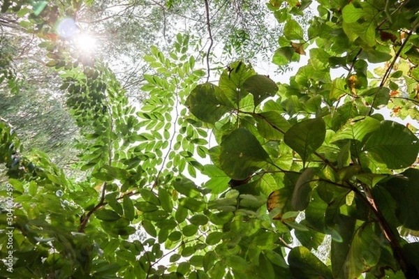 Obraz green leaves of a tree