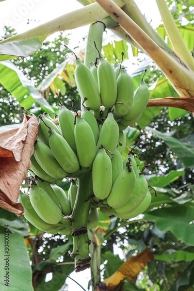 Obraz bunch of bananas on tree