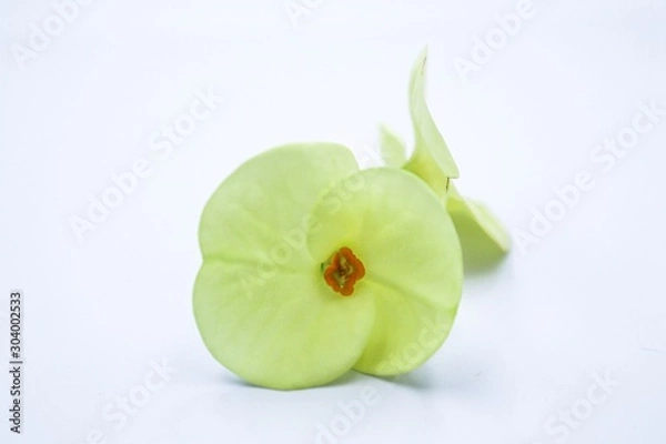 Obraz green apple with leaves