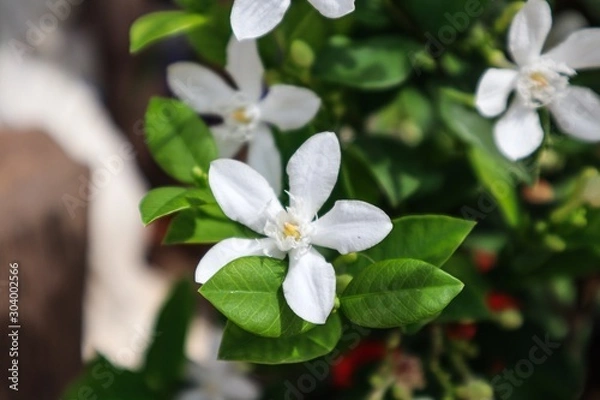 Obraz white flowers on tree