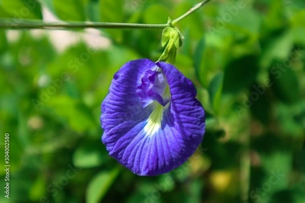 Obraz blue flower in the garden