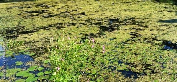 Obraz Swamp water green background texture