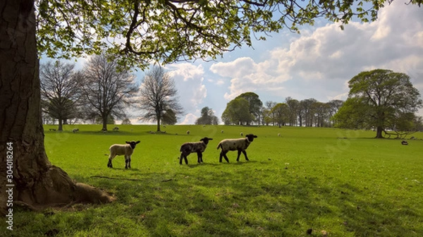 Fototapeta Three lambs