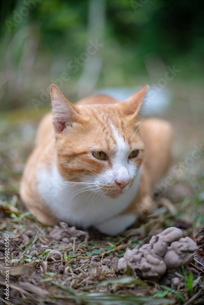Fototapeta Portrait of ginger cat in the garden, close up Thai cat