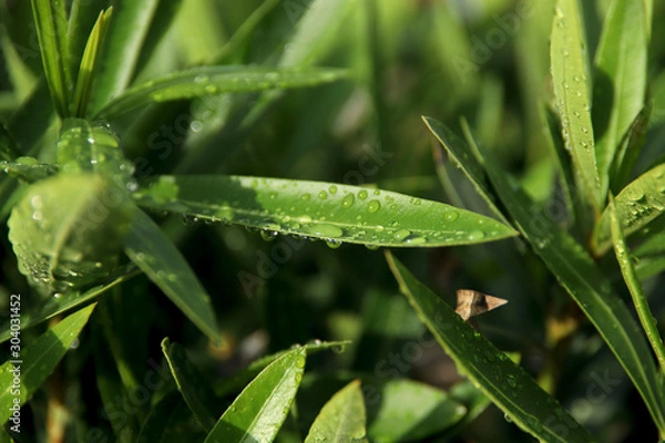 Fototapeta Natural green background.Drops of water after watering on green leaves on a sunny day.Horizontal, close-up.Concept of nature.