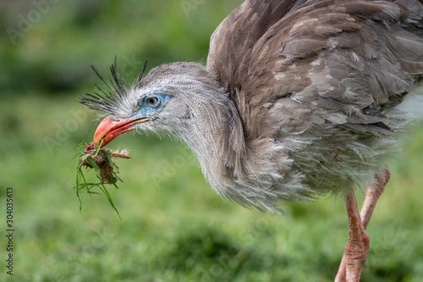 Fototapeta  A close up image of a red legged seriema, cariama cristata, as it bends down to feed off the grass. It has grass and food in its beak