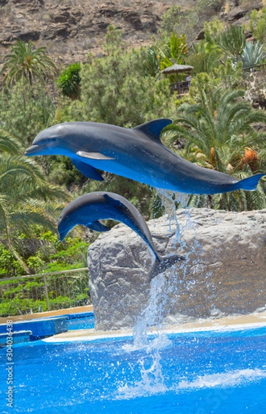 Fototapeta Two dolphins jumping in formation at a display show in Palmitos Park, Gran Canaria