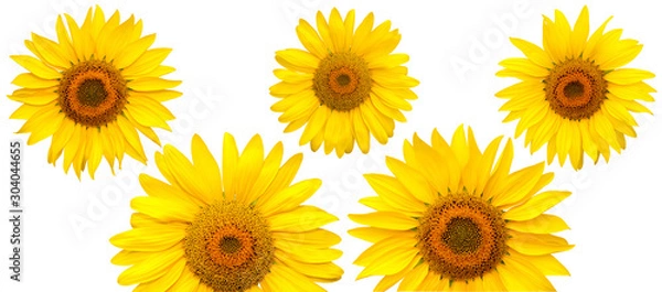 Obraz Sunflower flowers  isolated