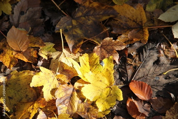 Fototapeta Tapis de feuilles