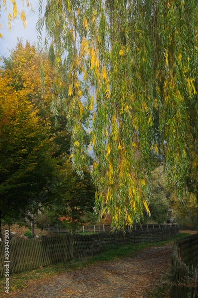 Obraz Trauerweide am Weg