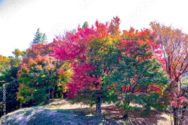 Fototapeta 岡城の紅葉